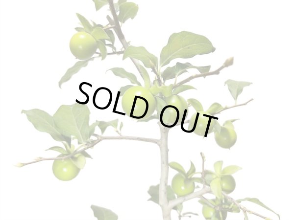 画像3: 老爺柿 鈴姫 自根苗(正木) (3)