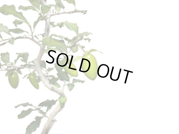 画像2: 老爺柿 紅筆 自根苗(正木) (2)