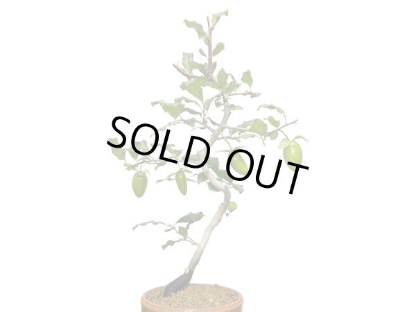 画像3: 老爺柿 紅筆 自根苗(正木) (3)