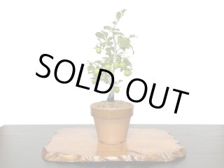 格安盆栽素材/生産品紹介/老爺柿 紅筆 自根苗（正木） 販売/通販のFROM 
