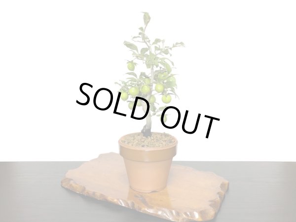 画像7: 老爺柿 楊貴妃 自根苗(正木) (7)