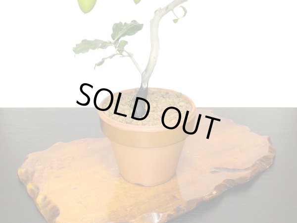 画像6: 老爺柿 紅筆 自根苗(正木) (6)