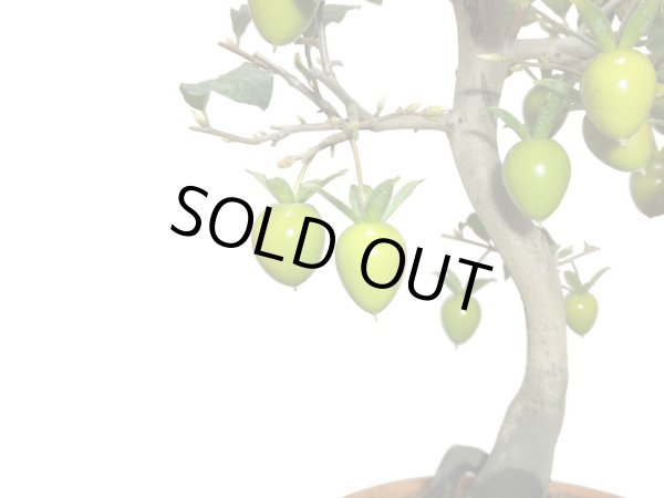 画像5: 老爺柿 紅光 自根苗(正木) (5)