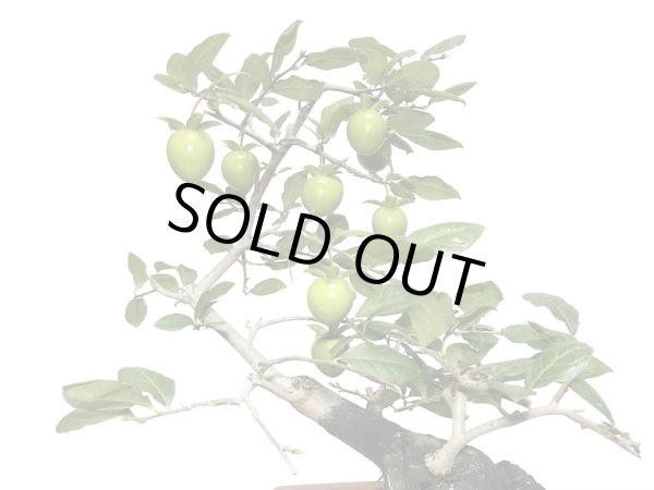 画像4: 老爺柿　緋玉　自根苗（正木） (4)