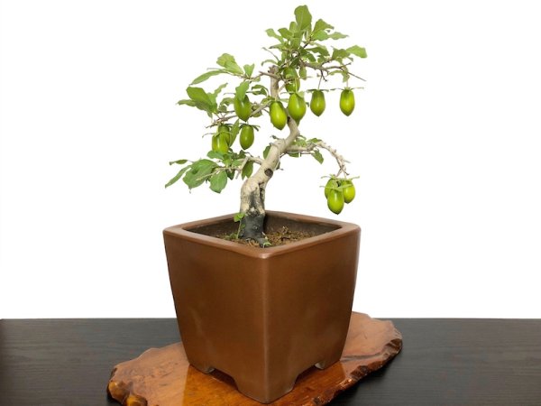 画像8: 老爺柿 黄瓢箪 自根苗(正木) (8)