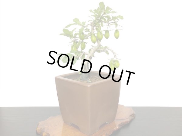 画像8: 老爺柿 黄瓢箪 自根苗(正木) (8)