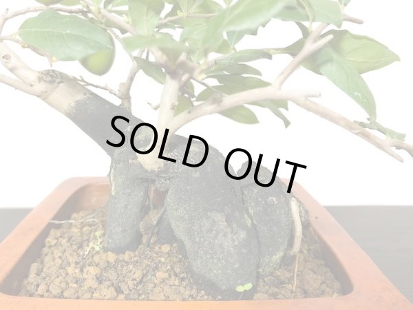 画像6: 老爺柿　緋玉　自根苗（正木） (6)