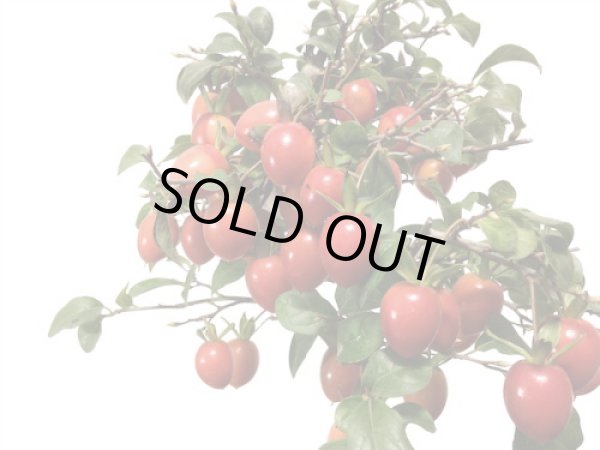 画像2: 老爺柿 紅光 自根苗(正木) (2)