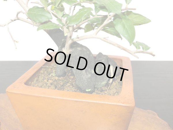 画像7: 老爺柿　緋玉　自根苗（正木） (7)