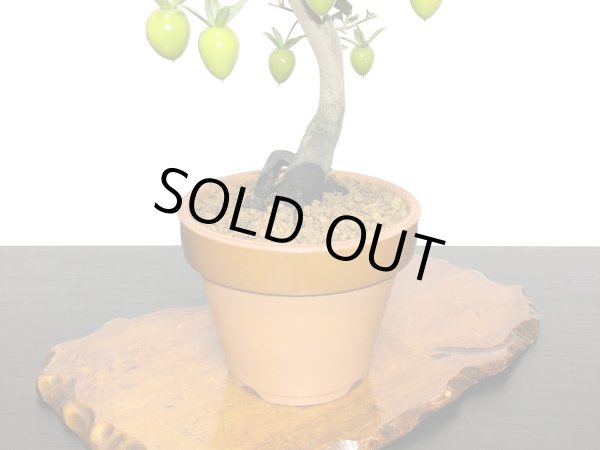 画像6: 老爺柿 紅光 自根苗(正木) (6)