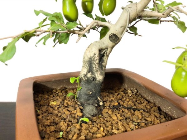 画像6: 老爺柿 黄瓢箪 自根苗(正木) (6)