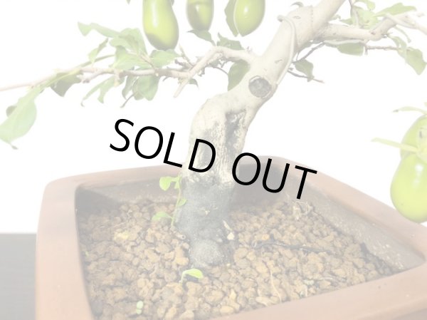 画像6: 老爺柿 黄瓢箪 自根苗(正木) (6)