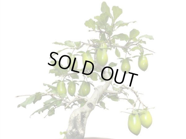 画像4: 老爺柿 黄瓢箪 自根苗(正木) (4)