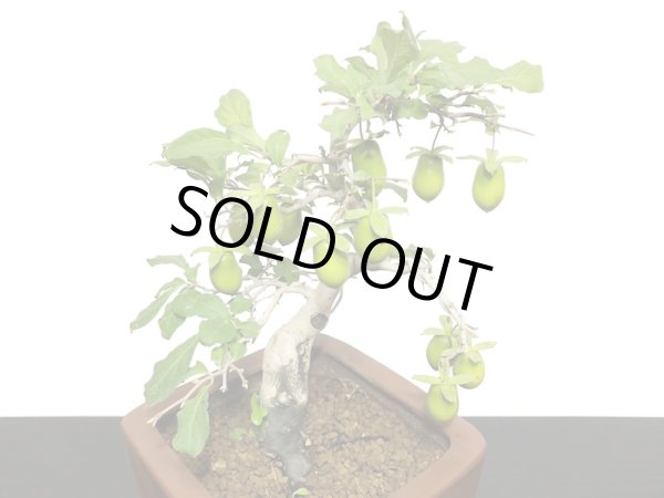 画像7: 老爺柿 黄瓢箪 自根苗(正木) (7)