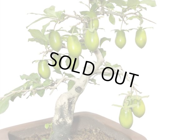 画像5: 老爺柿 黄瓢箪 自根苗(正木) (5)