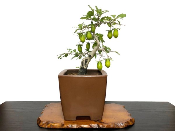 画像2: 老爺柿 黄瓢箪 自根苗(正木) (2)