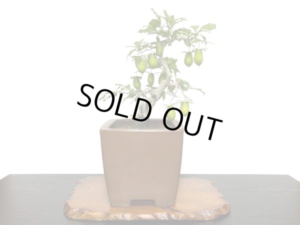 画像2: 老爺柿 黄瓢箪 自根苗(正木) (2)