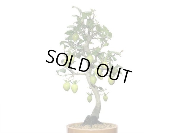 画像3: 老爺柿 紅光 自根苗(正木) (3)