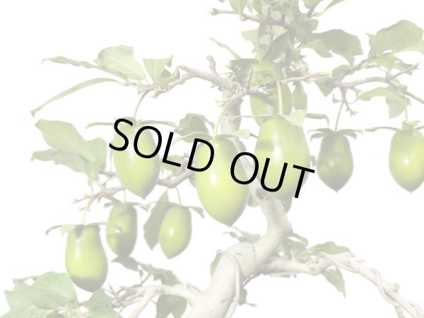 画像3: 老爺柿 黄瓢箪 自根苗(正木) (3)