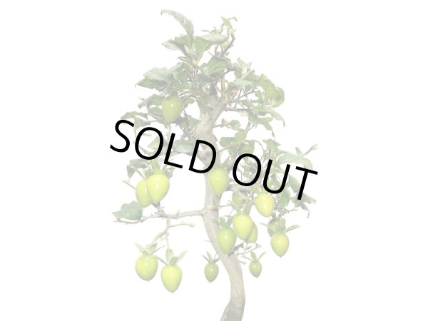 画像8: 老爺柿 紅光 自根苗(正木) (8)