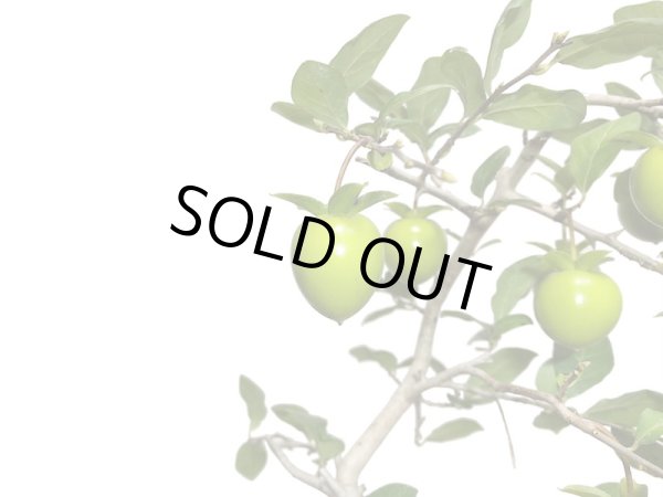 画像3: 老爺柿　緋玉　自根苗（正木） (3)