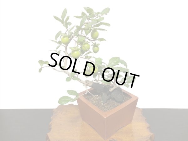 画像8: 老爺柿　緋玉　自根苗（正木） (8)