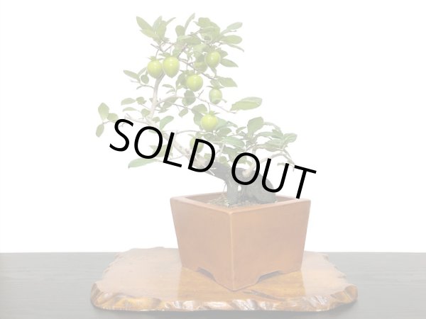 画像2: 老爺柿　緋玉　自根苗（正木） (2)