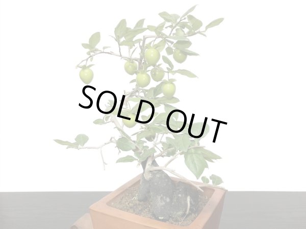 画像5: 老爺柿　緋玉　自根苗（正木） (5)