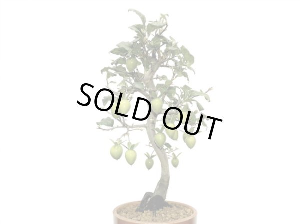 画像7: 老爺柿 紅光 自根苗(正木) (7)