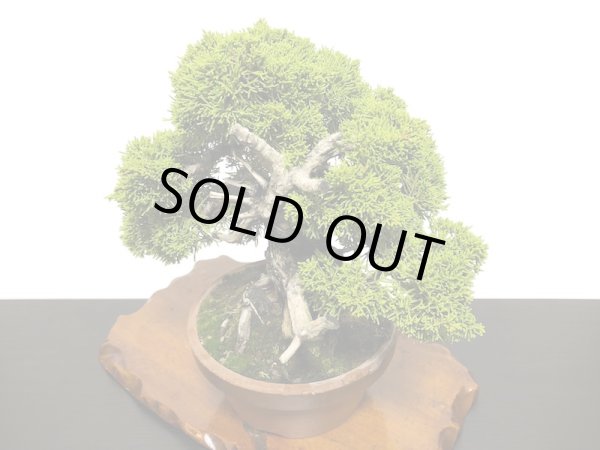 画像7: 糸魚川真柏  貴風盆栽 (7)