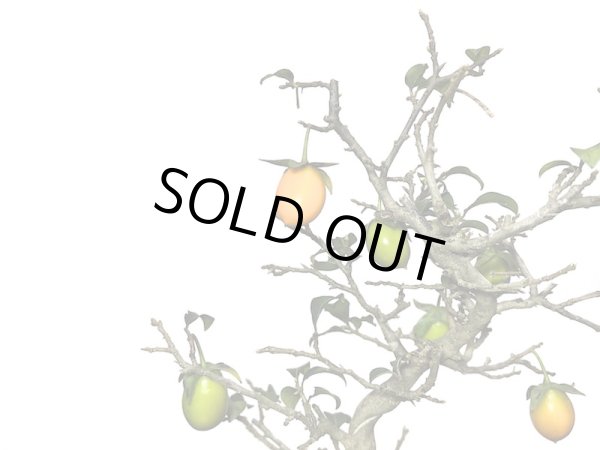 画像4: 老爺柿 小品盆栽 (4)