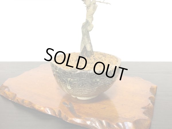 画像7: 老爺柿 小品盆栽 (7)