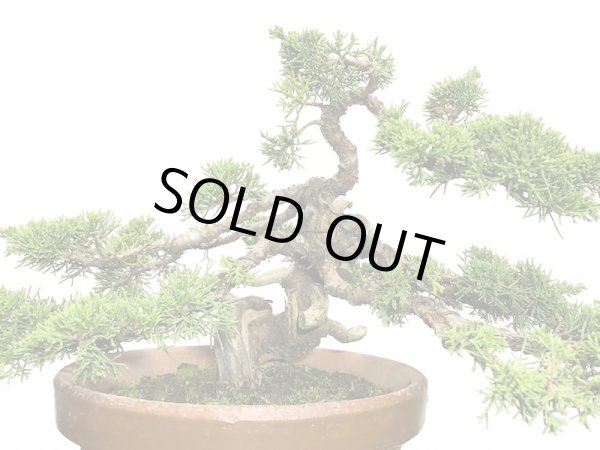 画像6: 糸魚川真柏 貴風盆栽 (6)