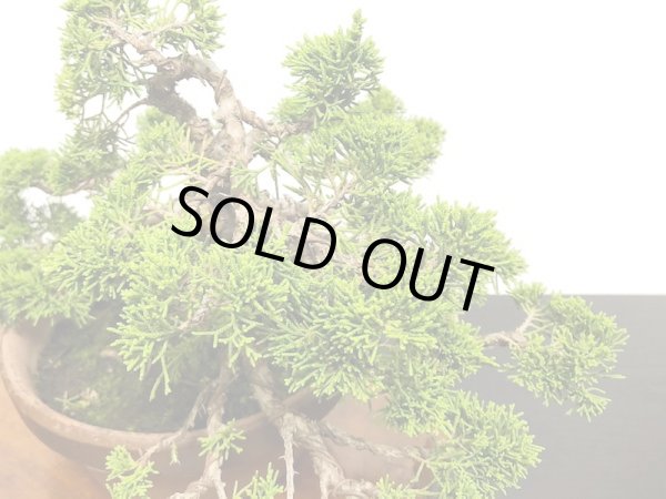 画像7: 糸魚川真柏 貴風盆栽 (7)