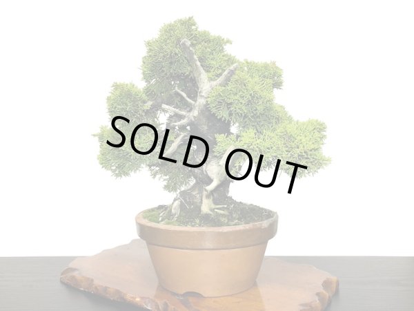 画像4: 糸魚川真柏  貴風盆栽 (4)