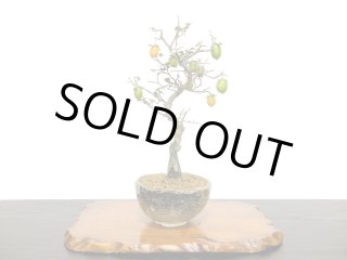 格安盆栽素材/生産品紹介/楓（カエデ） 小品盆栽素材 販売/通販のFROM