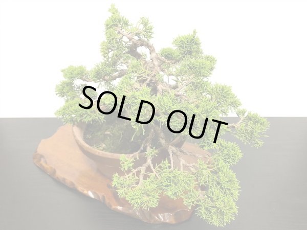 画像8: 糸魚川真柏 貴風盆栽 (8)
