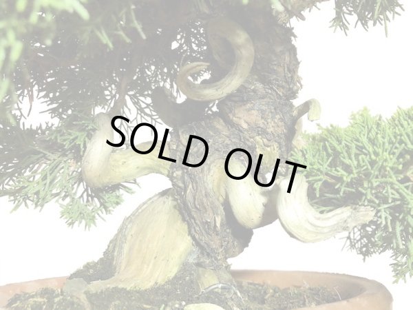 画像2: 糸魚川真柏  貴風盆栽 (2)