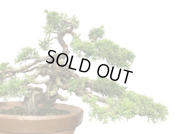 画像5: 糸魚川真柏 貴風盆栽 (5)