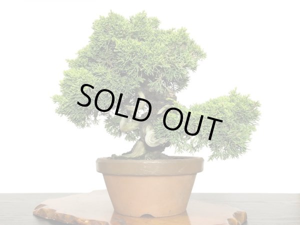 画像4: 糸魚川真柏  貴風盆栽 (4)