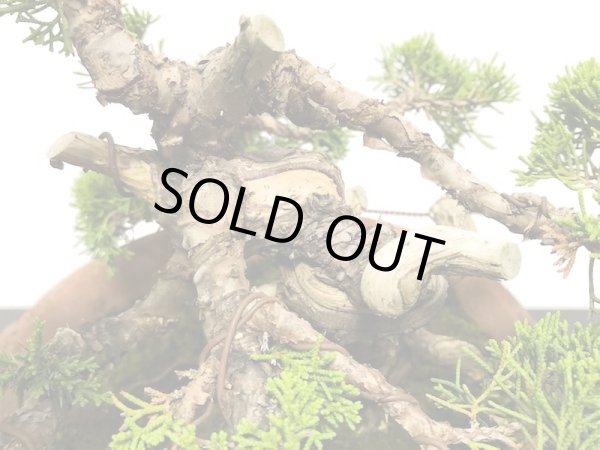 画像4: 糸魚川真柏 貴風盆栽 (4)