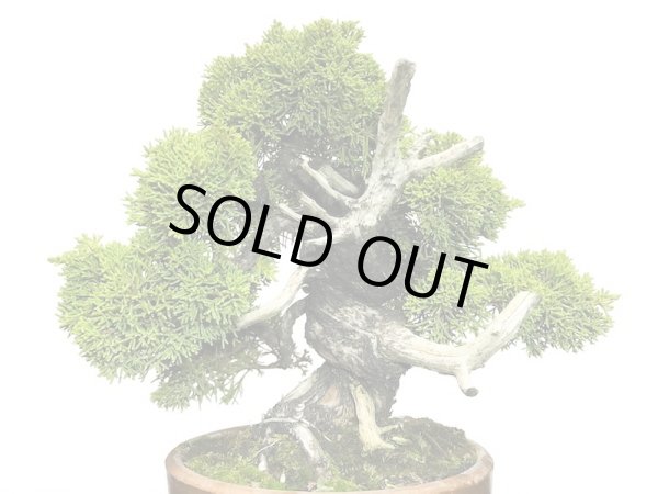 画像2: 糸魚川真柏  貴風盆栽 (2)