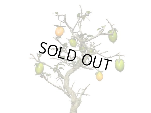 画像6: 老爺柿 小品盆栽 (6)