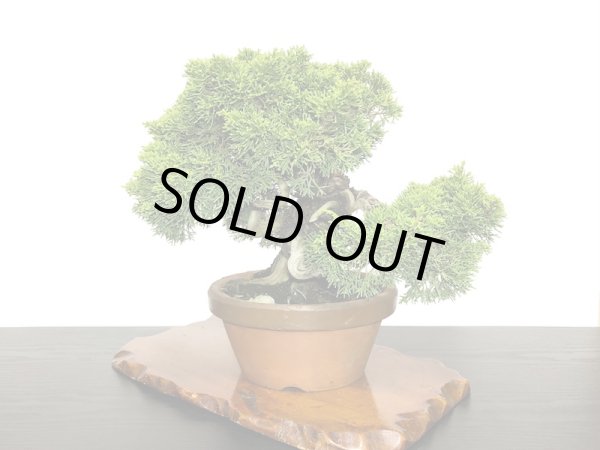 画像8: 糸魚川真柏  貴風盆栽 (8)