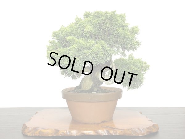 画像7: 糸魚川真柏  貴風盆栽 (7)