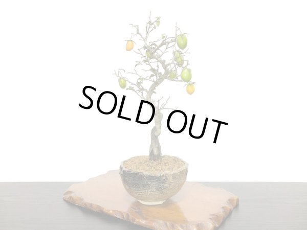 画像3: 老爺柿 小品盆栽 (3)