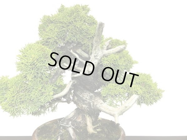 画像3: 糸魚川真柏  貴風盆栽 (3)
