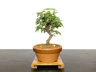 鹿児島 紅梅 盆栽 鉢ごと 60×40cm 格安盆栽素材/生産品紹介/花梅 鹿児島紅梅 小品盆栽 販売/通販の