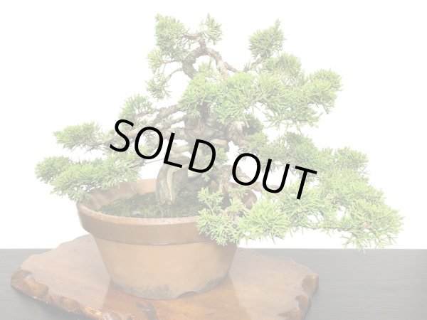 画像2: 糸魚川真柏 貴風盆栽 (2)