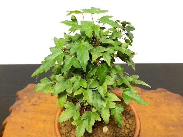 画像3: 楓(カエデ) 小品盆栽素材 (3)